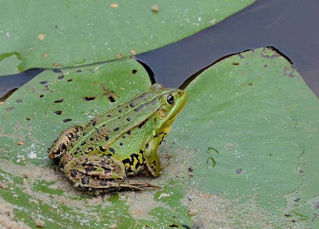 ... ����� S  �� PhotoGeek.ru #�������� ���