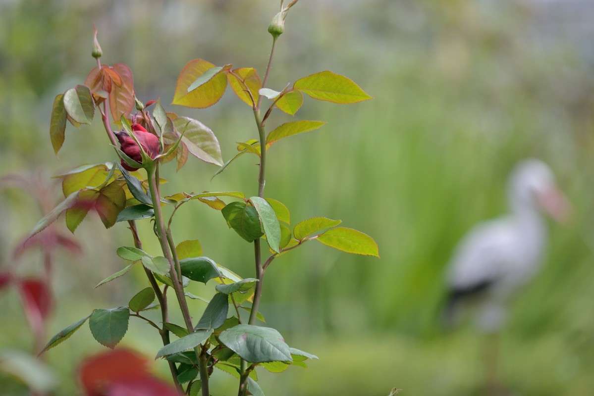 ������� ����� S  �� PhotoGeek.ru #������ ��� �������