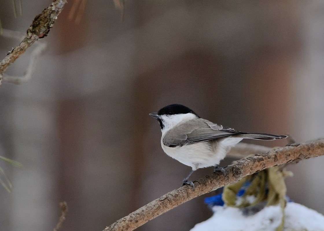 ... ����� S  �� PhotoGeek.ru #�������� ���