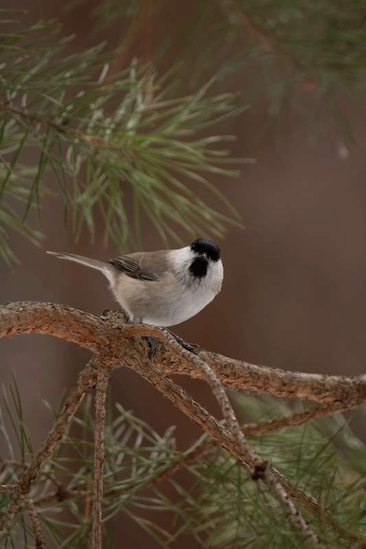 ... ����� S  �� PhotoGeek.ru #�������� ���