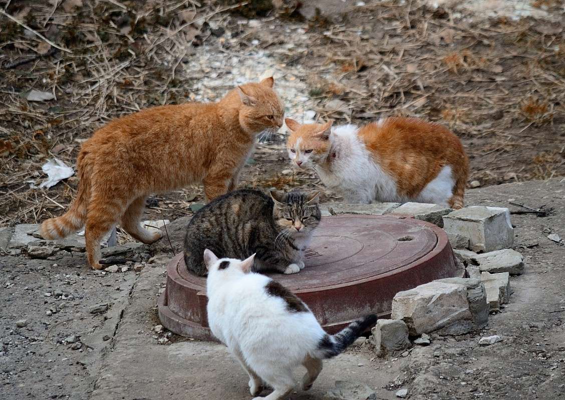 ������� ����� S  �� PhotoGeek.ru #�������� ���