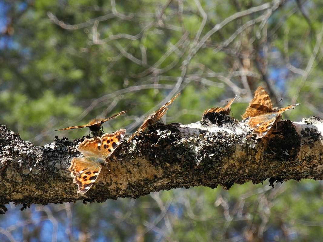 �������� ����� S  �� PhotoGeek.ru #�������� ���