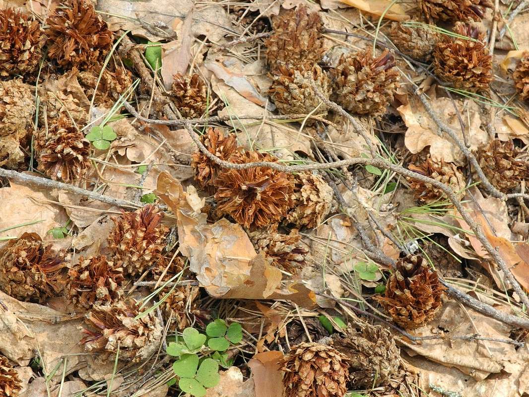 ��������� ����� S  �� PhotoGeek.ru #������ ��� �������