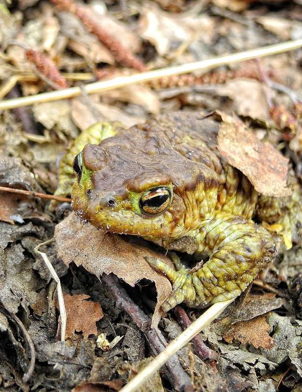 ������� ���������� ����� S  �� PhotoGeek.ru #������ ��� �������