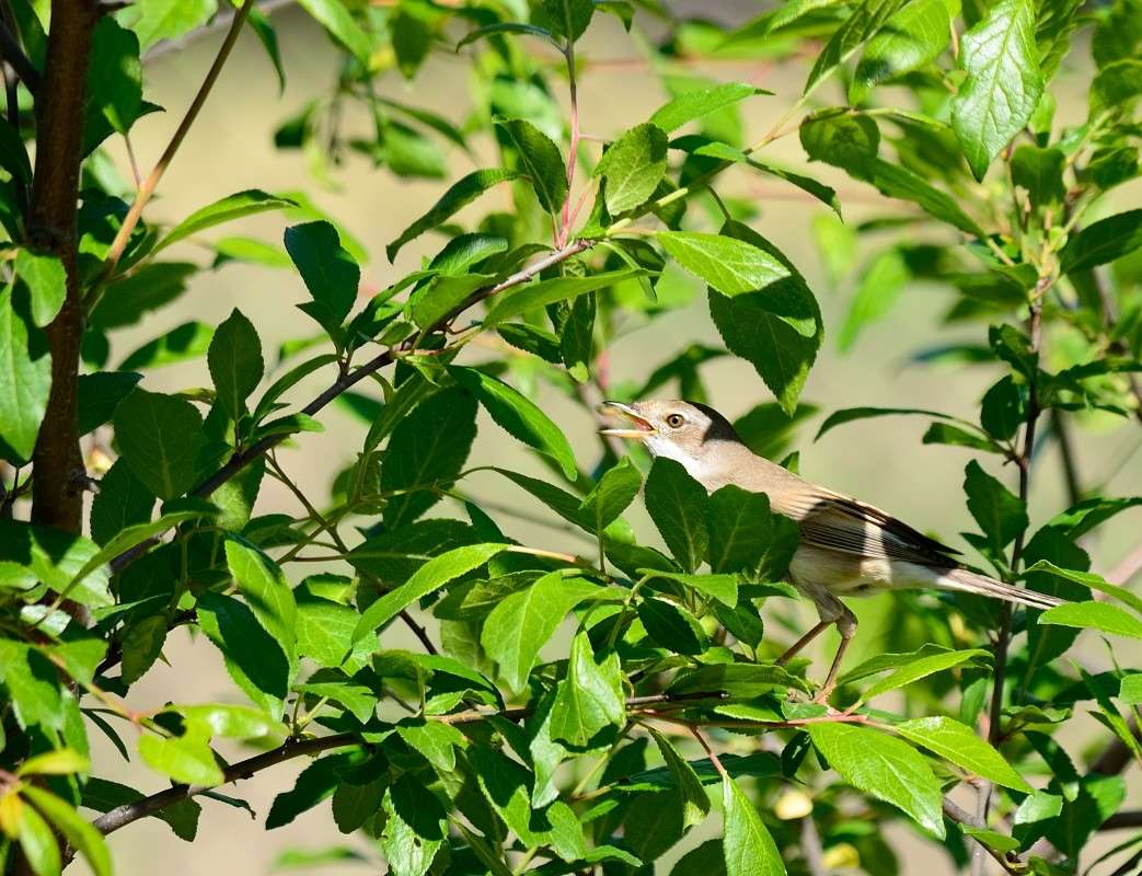 ... ����� S  �� PhotoGeek.ru #�������� ���