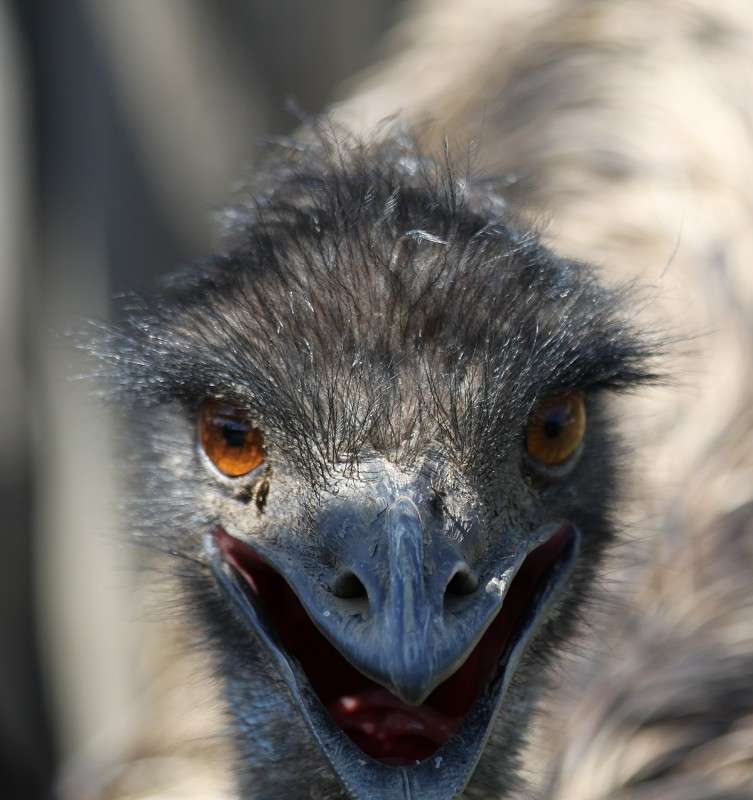 Inferno ����� S  �� PhotoGeek.ru #�������� ���