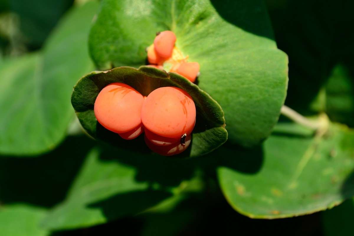 ��������� ����� S  �� PhotoGeek.ru #������ ��� ������� #����� ��������������