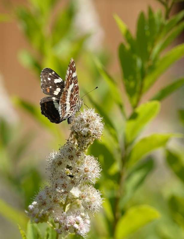 ... ����� S  �� PhotoGeek.ru #�������� ���