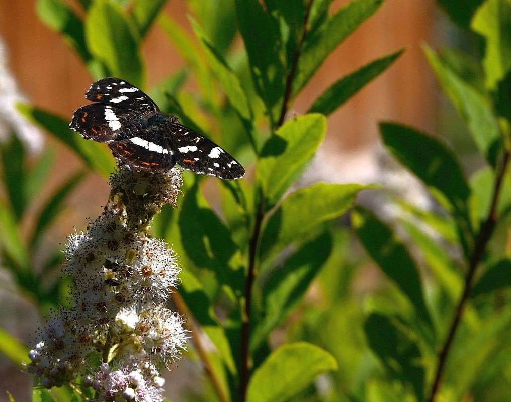 ... ����� S  �� PhotoGeek.ru #�������� ���