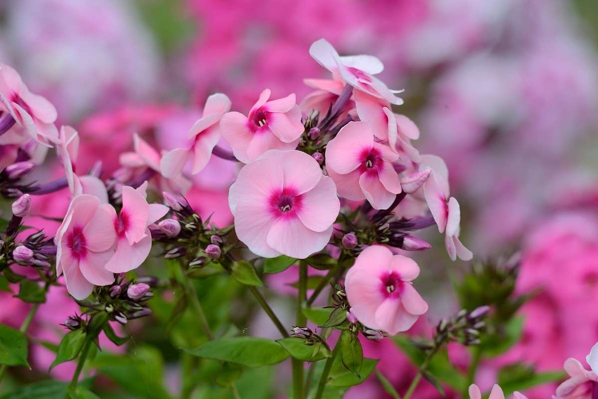 Pink ����� S  �� PhotoGeek.ru #������ ��� ������� #����� ��������������