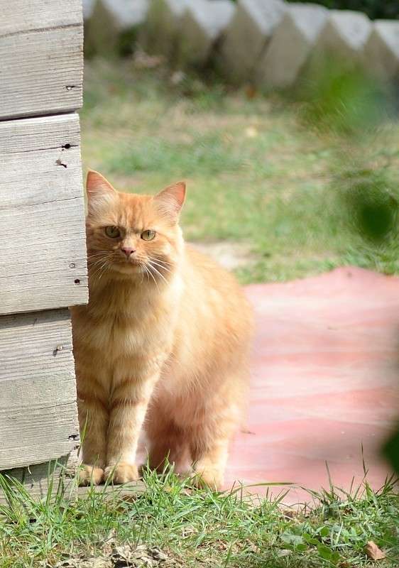 ����� ����� S  �� PhotoGeek.ru #�������� ���