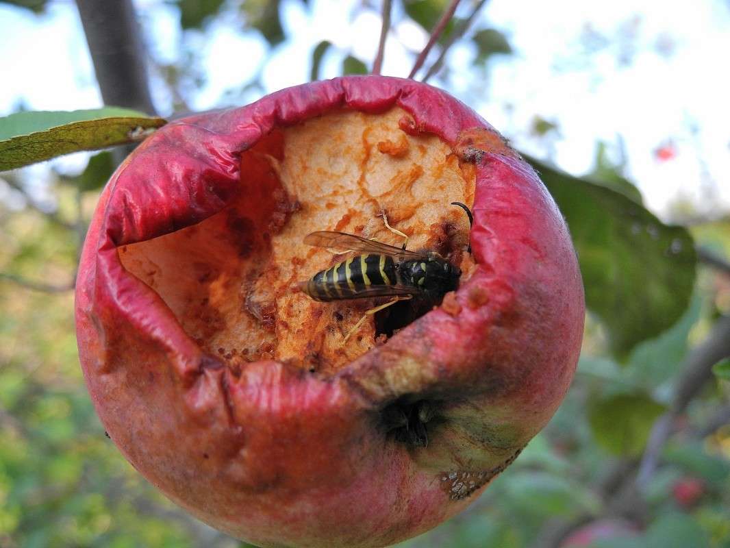 Apple... ����������� :) ����� S  �� PhotoGeek.ru #������ ��� �������