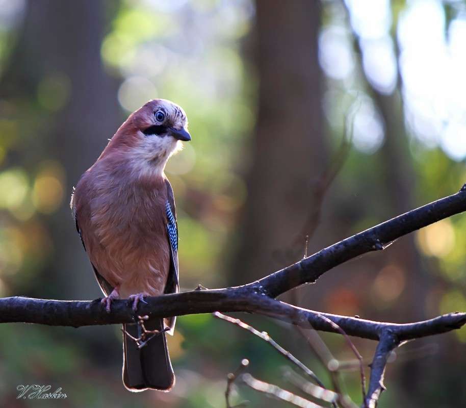 ����� ����� �������  �� PhotoGeek.ru #�������� ���