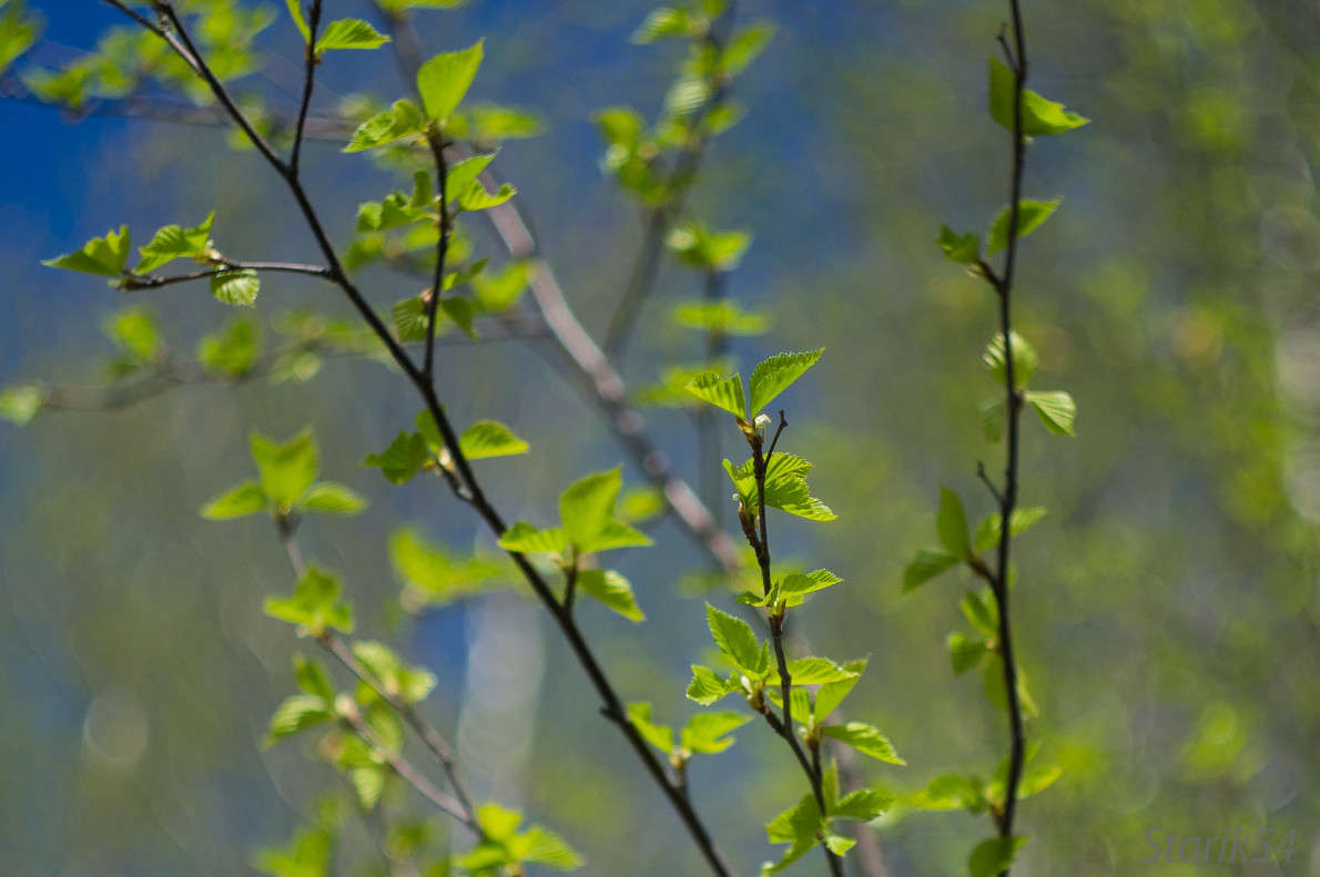 Первые листья / автор Сергей  Нестеров на PhotoGeek.ru #Пейзаж или природа
