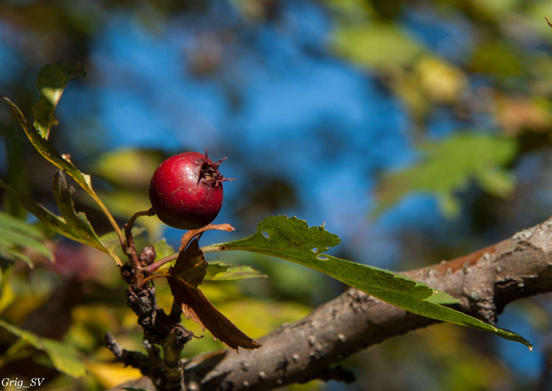 Ягодка / Ягодка / Фотография на PhotoGeek.ru