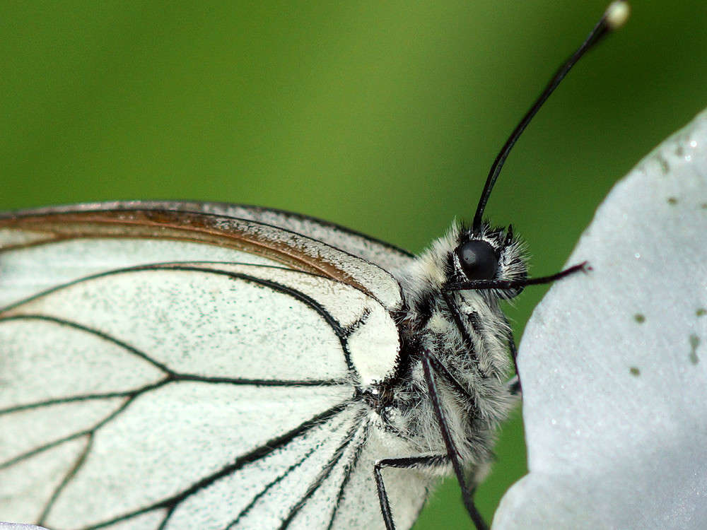 �������... ����� ������  �������� �� PhotoGeek.ru #�����