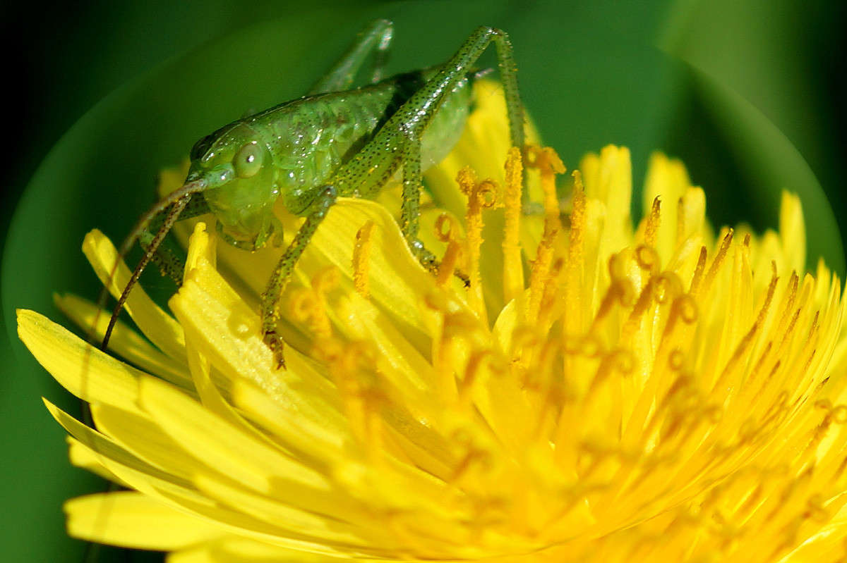 ����������� �� ���... ����� ������  �������� �� PhotoGeek.ru #�����