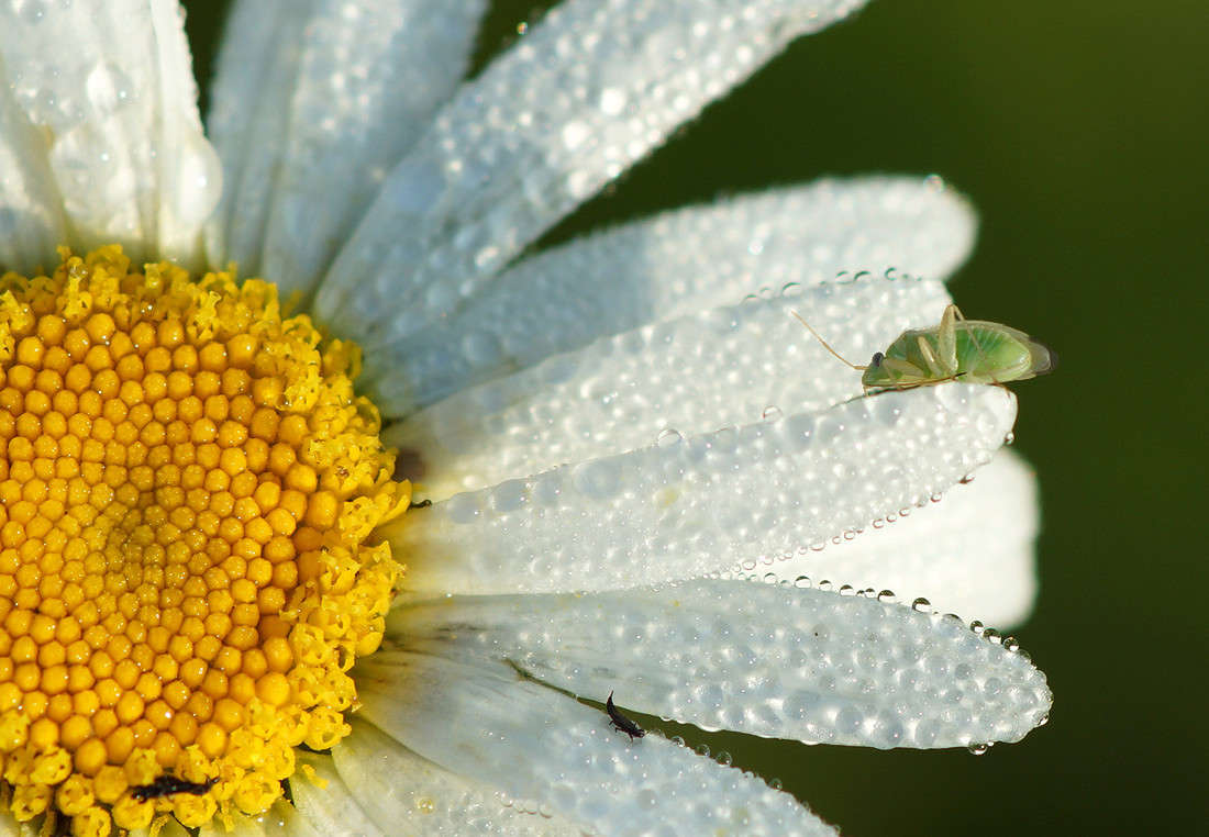 ...� � ��������� �����... ����� ������  �������� �� PhotoGeek.ru #�����