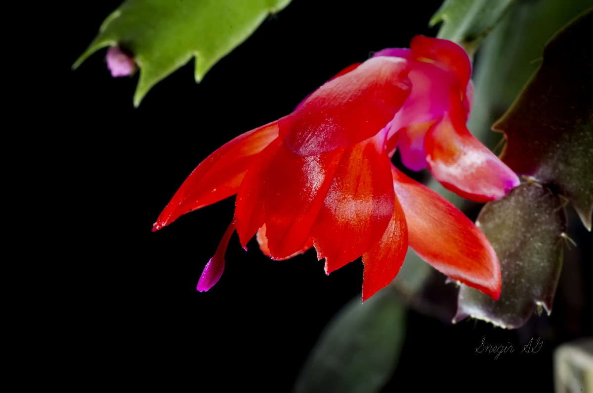   (Schlumbergera truncata)     PhotoGeek.ru # #  
