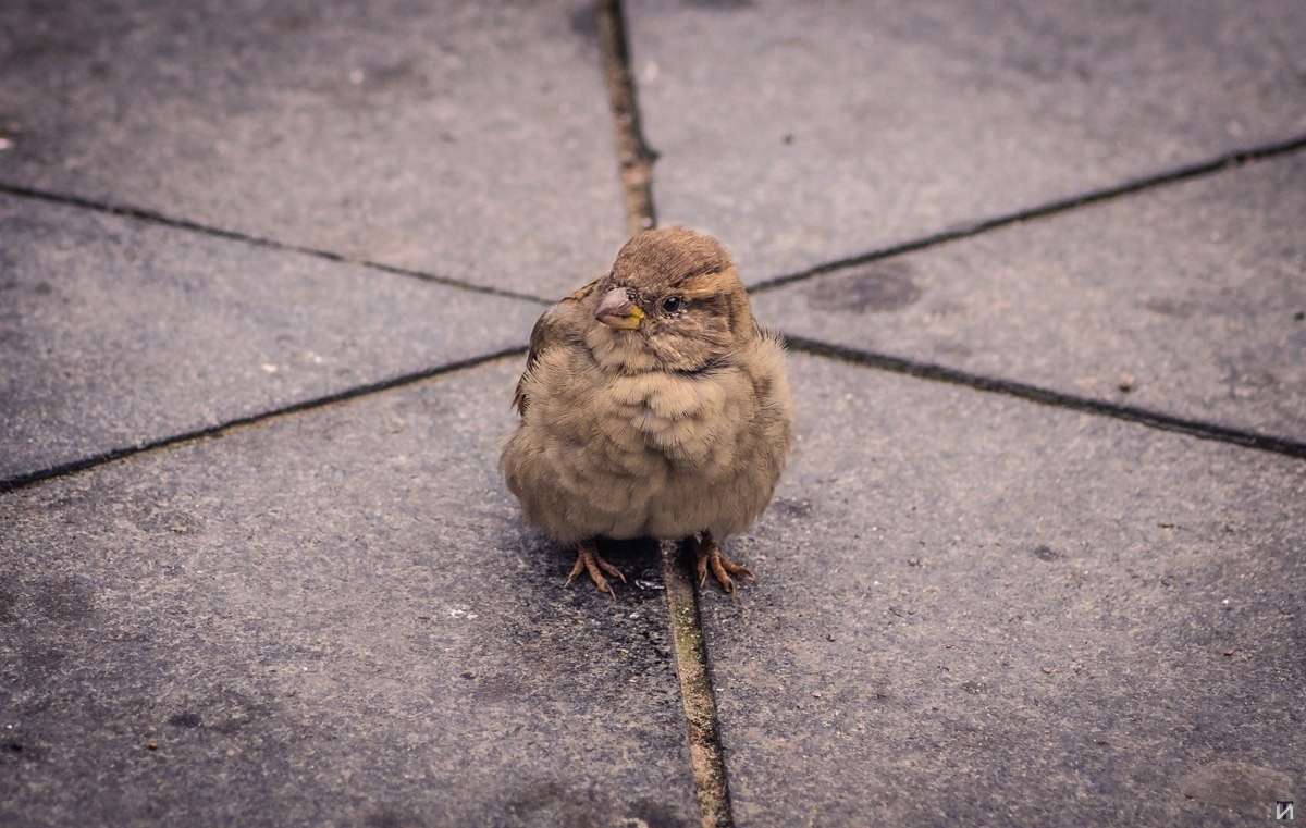 ������� ����� Ivan Tarasov �� PhotoGeek.ru #�������� ��� #����� ��� ��� ���������