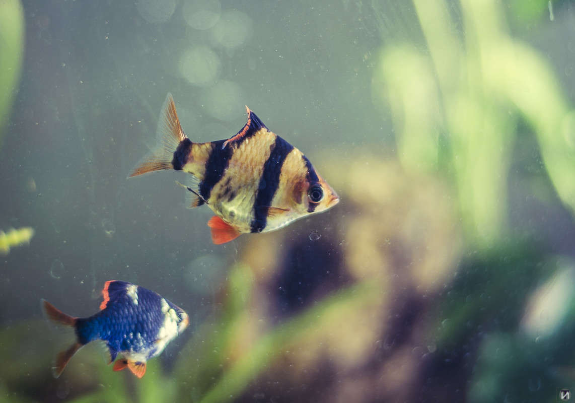 � ��������� ����� Ivan Tarasov �� PhotoGeek.ru #�������� ��� #�������� ���