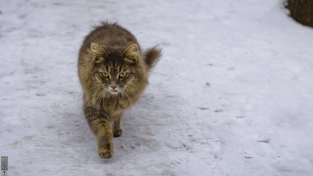 ������� ��� ����� Ivan Tarasov �� PhotoGeek.ru #�������� ��� #����� ��� ��� ���������