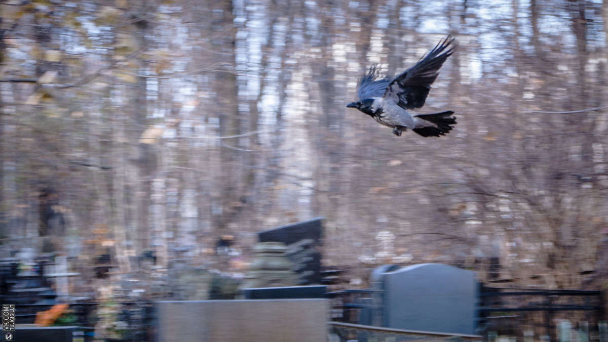 ���������� �������� ����� Ivan Tarasov �� PhotoGeek.ru #����� #�������� ��� #����� ��� ��� ���������