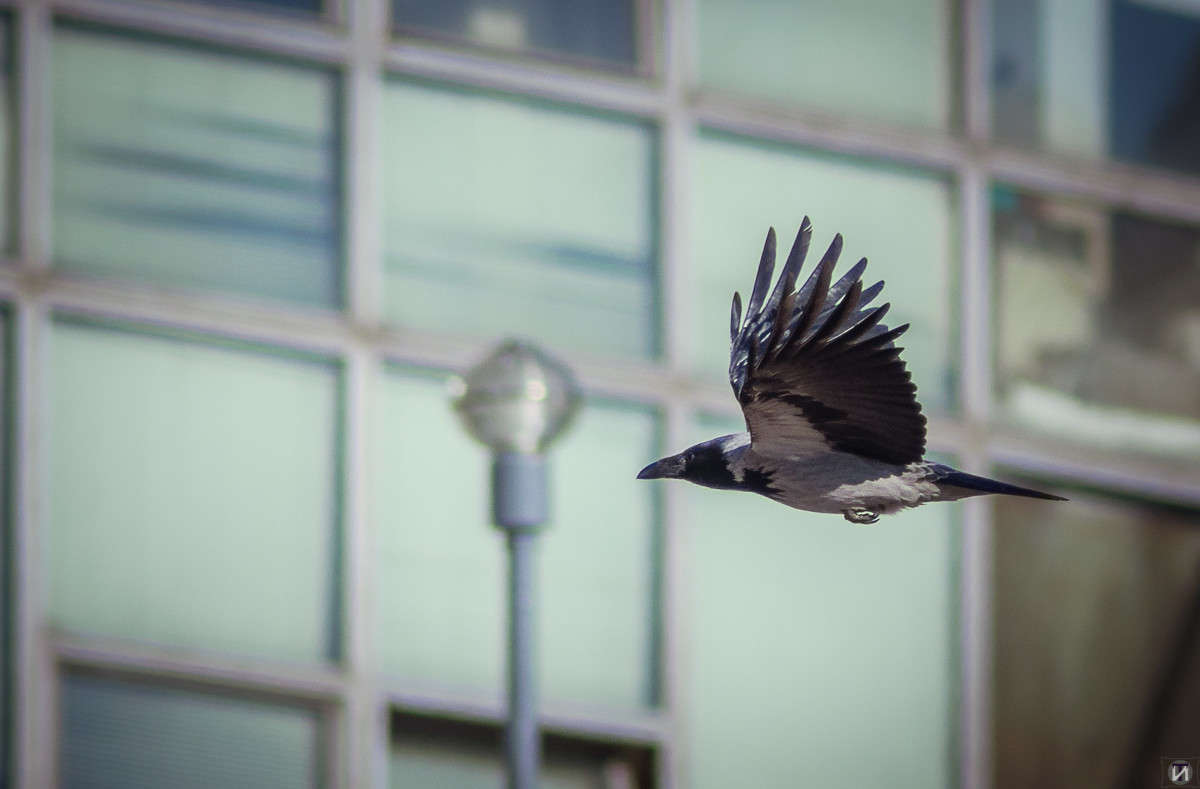 ������ ����� Ivan Tarasov �� PhotoGeek.ru #�������� ��� #����� ��� ��� ���������