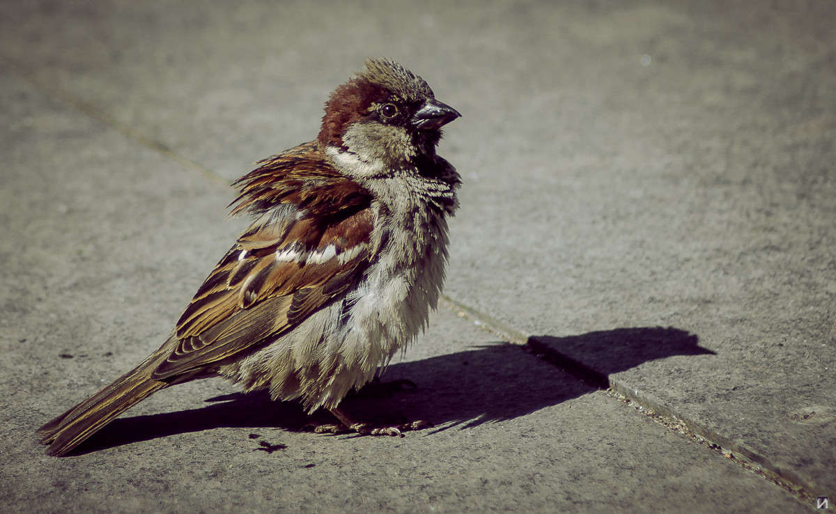 ������� ����� Ivan Tarasov �� PhotoGeek.ru #�������� ��� #����� ��� ��� ���������