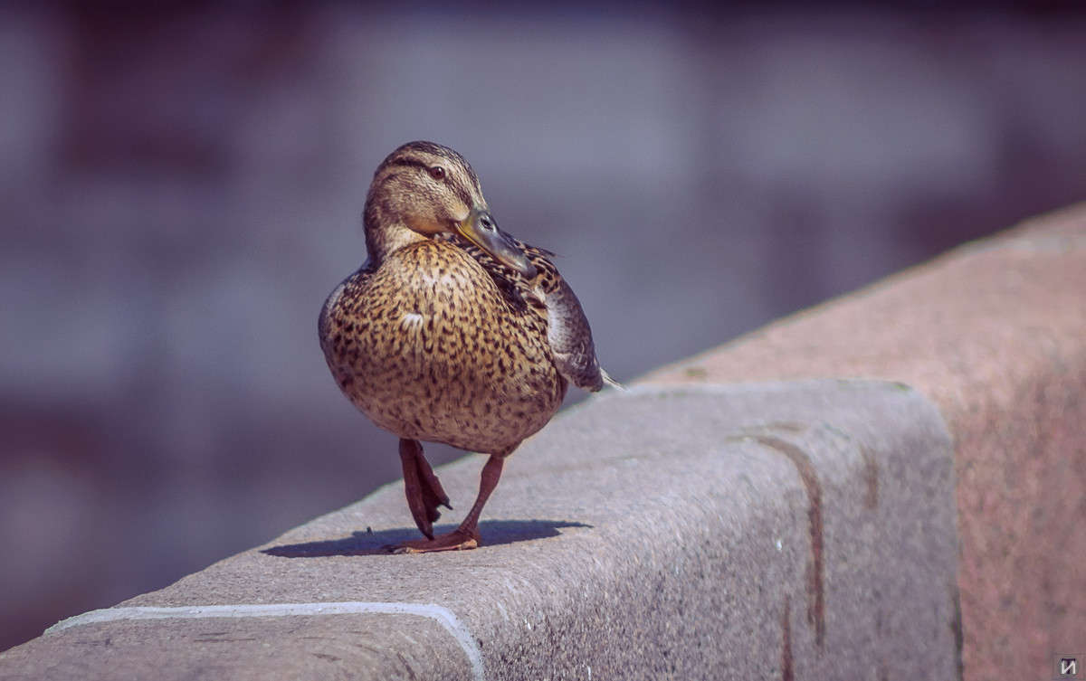 ���� ����� Ivan Tarasov �� PhotoGeek.ru #�������� ��� #����� ��� ��� ���������