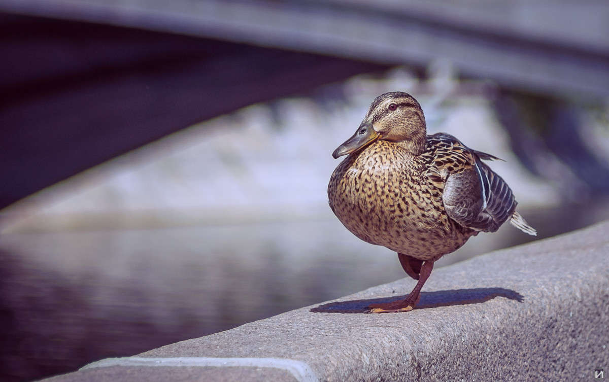 ���� ����� Ivan Tarasov �� PhotoGeek.ru #�������� ��� #����� ��� ��� ���������