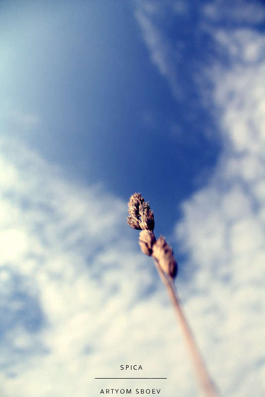 spica ����� ����� ����� �� PhotoGeek.ru #�����