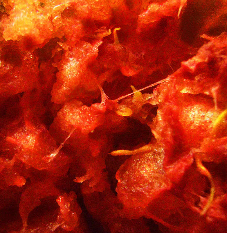 ����� ����� Victoria Zhornik �� PhotoGeek.ru #�����