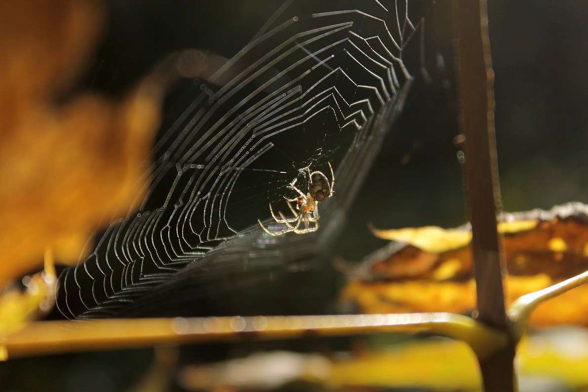 ... ����� ����  �� PhotoGeek.ru #�������� ���