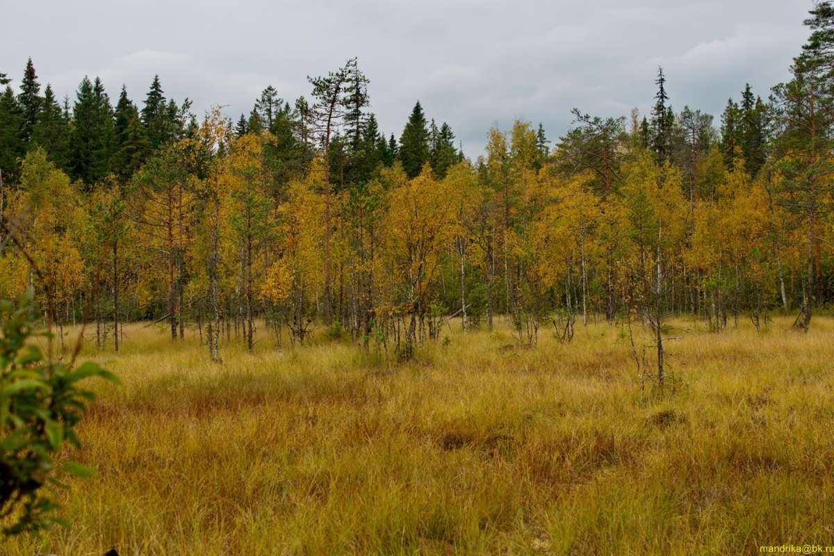 «Осень. Болото в лесу». (4) автор Aleksandr Mandrika на PhotoGeek.ru #Пейзаж или природа #Грибы #Лес #Осень #Ягоды