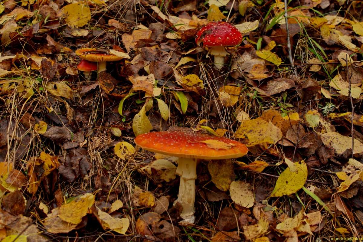 «Семейка мухоморов». автор Aleksandr Mandrika на PhotoGeek.ru #Пейзаж или природа #Грибы #Лес #Осень