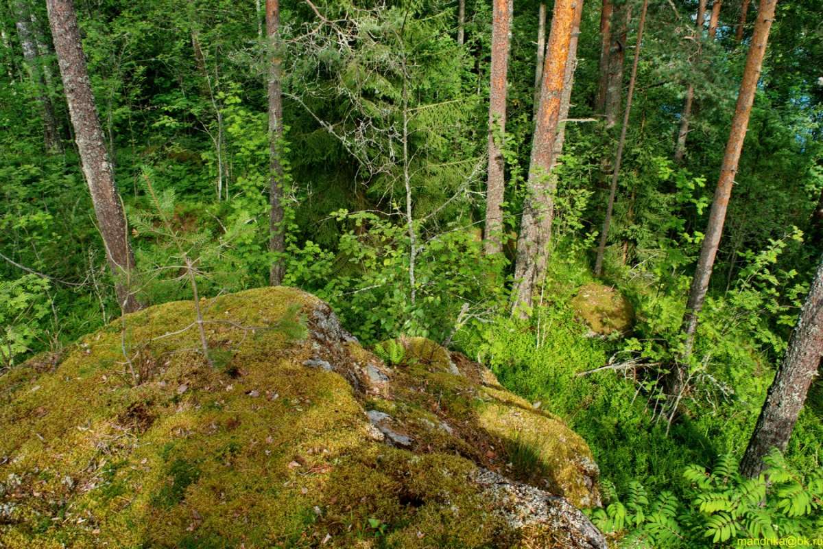 Природа Карельского перешейка (5) автор Aleksandr Mandrika на PhotoGeek.ru #Пейзаж или природа