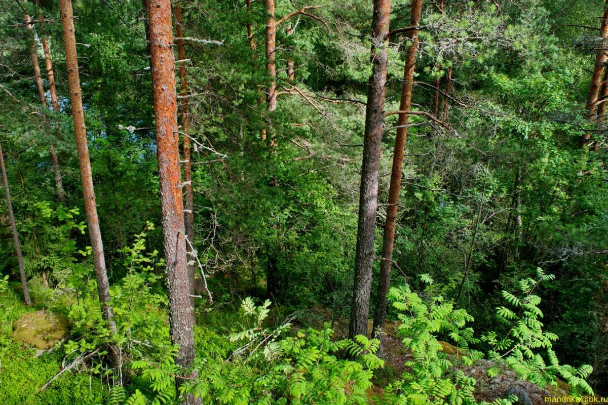 Природа Карельского перешейка (6) автор Aleksandr Mandrika на PhotoGeek.ru #Пейзаж или природа