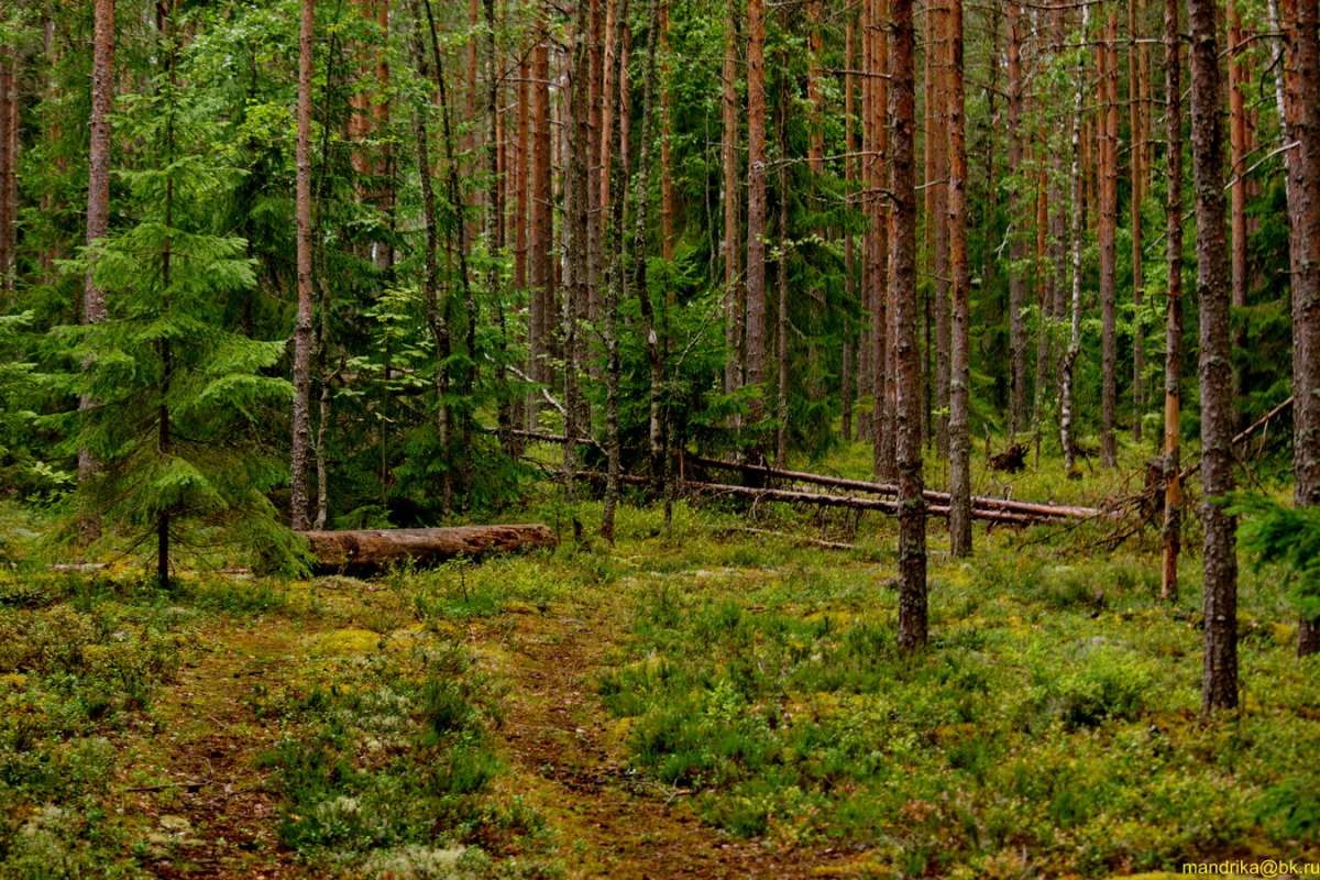 Сосновый лес летом (2) автор Aleksandr Mandrika на PhotoGeek.ru #Пейзаж или природа