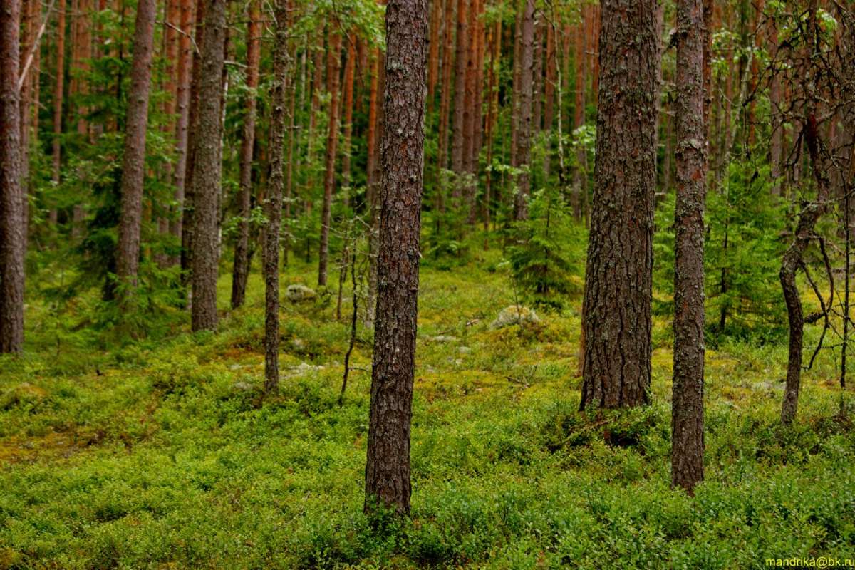 Сосновый лес летом (3) автор Aleksandr Mandrika на PhotoGeek.ru #Пейзаж или природа