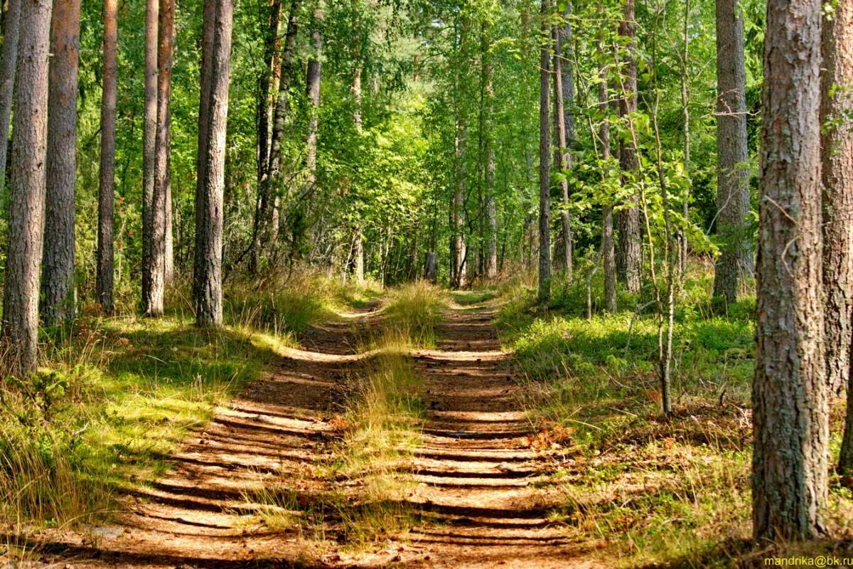 Лесная дорога в сосновом лесу / Лесная дорога в сосновом лесу ...