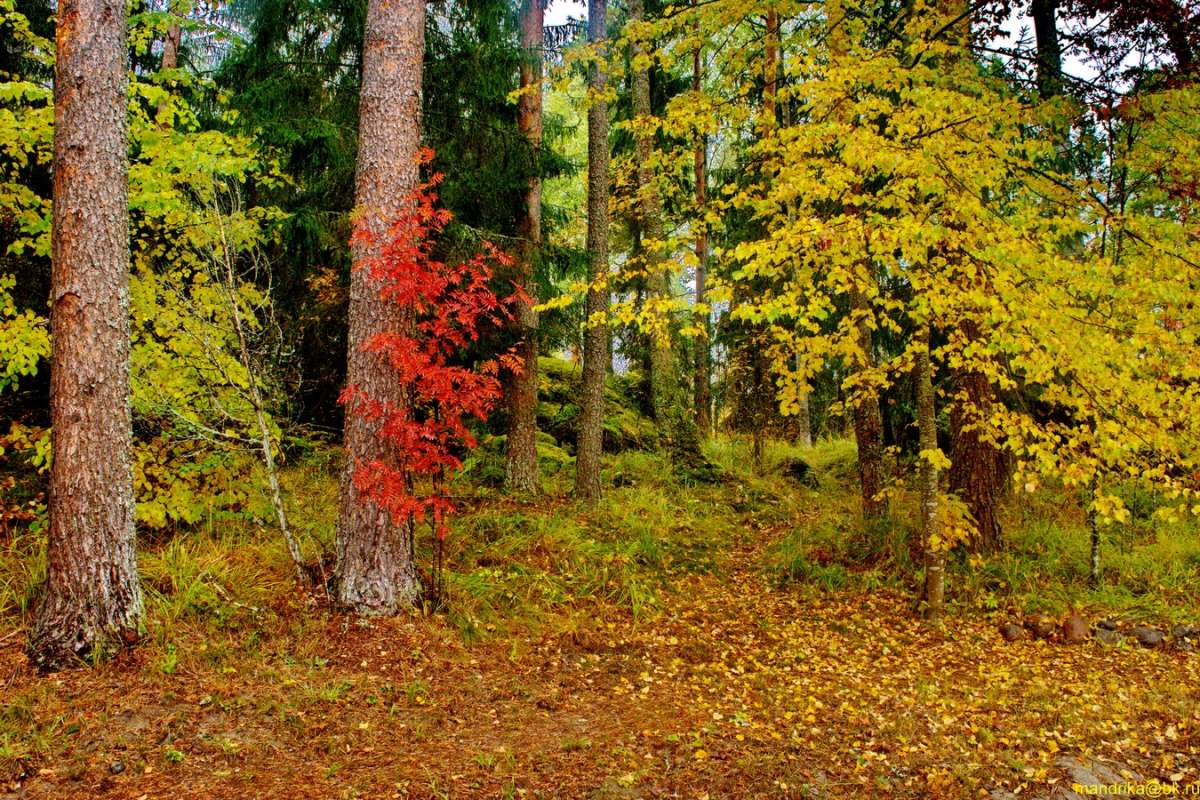Яркие краски осени (3) / Яркие краски осени (3) / Фотография на ...