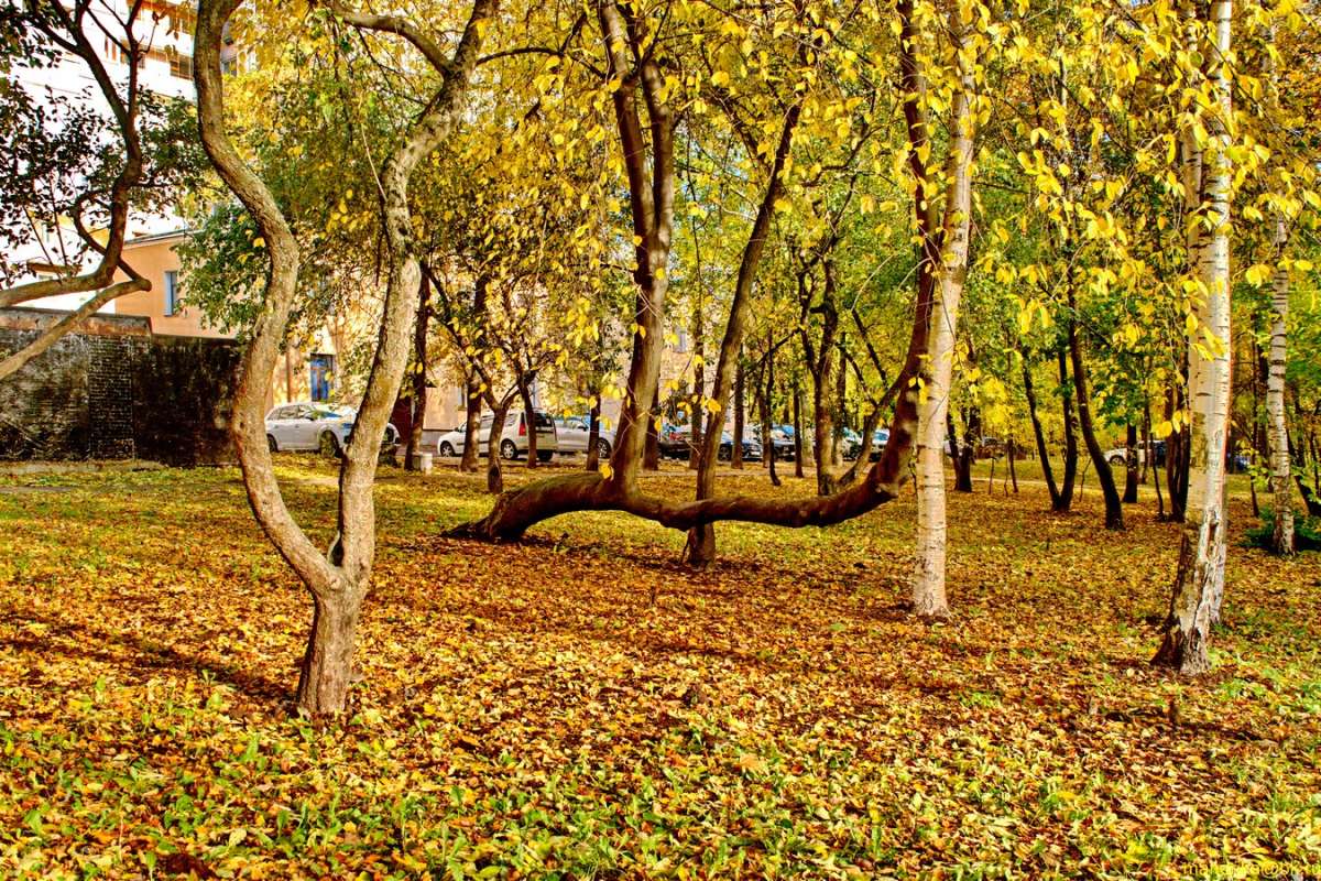 Яблоневый сад (4) / Яблоневый сад (4) / Фотография на PhotoGeek.ru