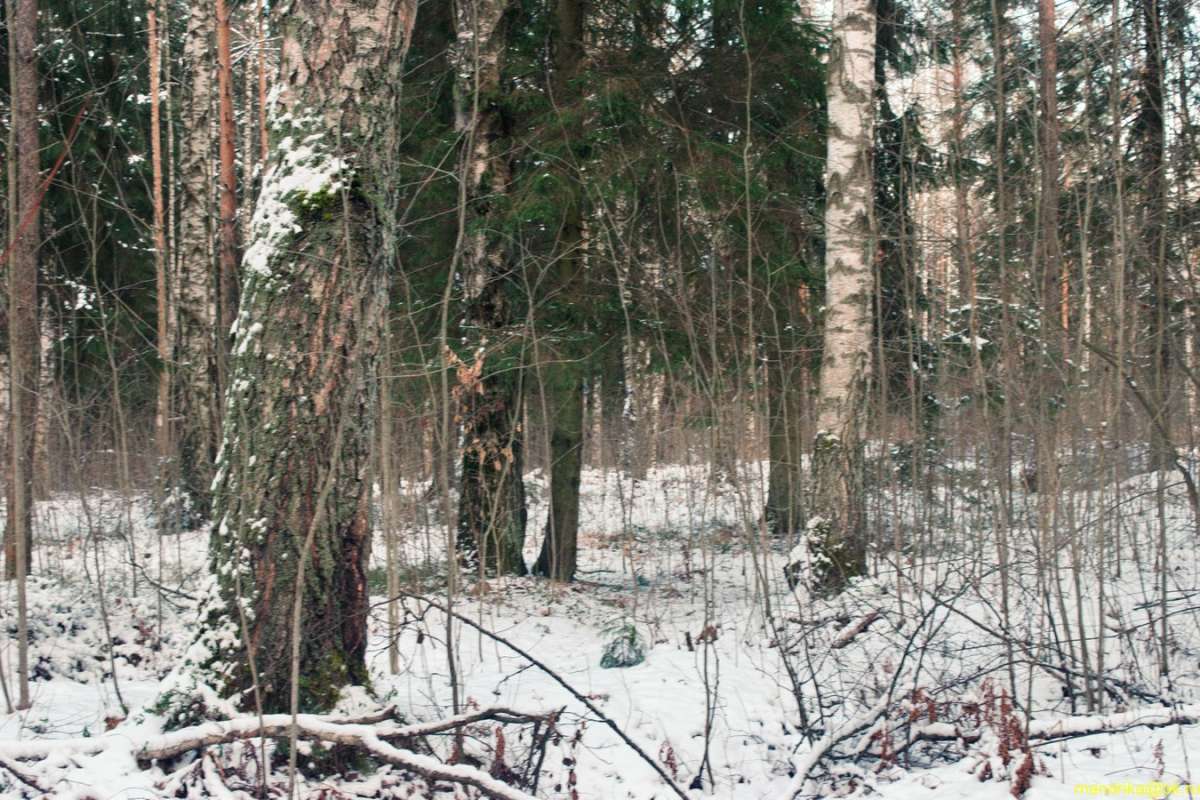 Зимушка-зима автор Aleksandr Mandrika на PhotoGeek.ru #Пейзаж или природа