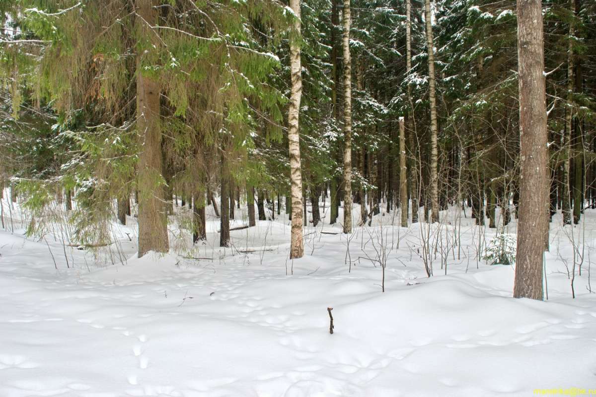 ���� � ���� ����� Aleksandr Mandrika �� PhotoGeek.ru #������ ��� �������