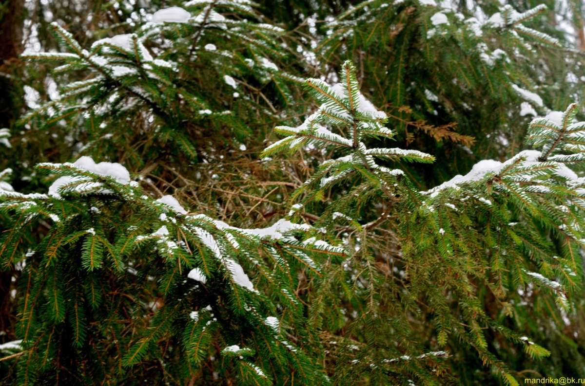 ��� ������ �������� ������ ����� Aleksandr Mandrika �� PhotoGeek.ru #������ ��� �������