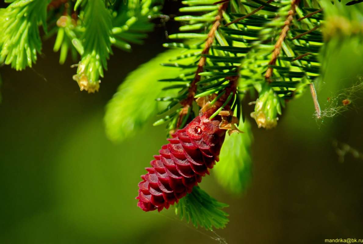 ������ ����� ����� Aleksandr Mandrika �� PhotoGeek.ru #������ ��� �������