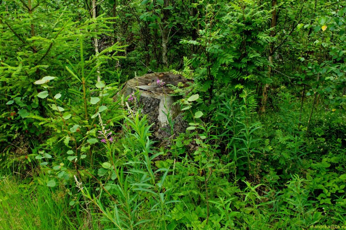 �������� ���. ����� Aleksandr Mandrika �� PhotoGeek.ru #������ ��� �������