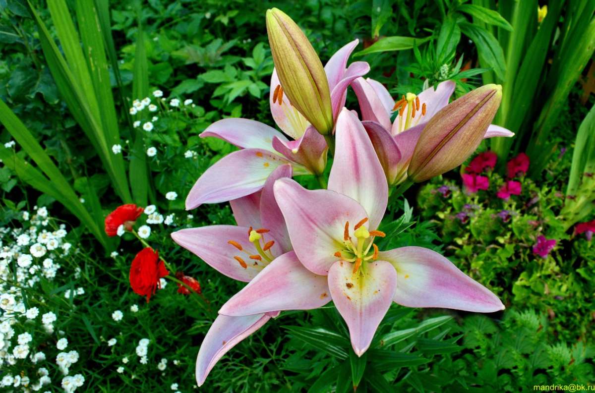 ����� (3) ����� Aleksandr Mandrika �� PhotoGeek.ru #������ ��� �������