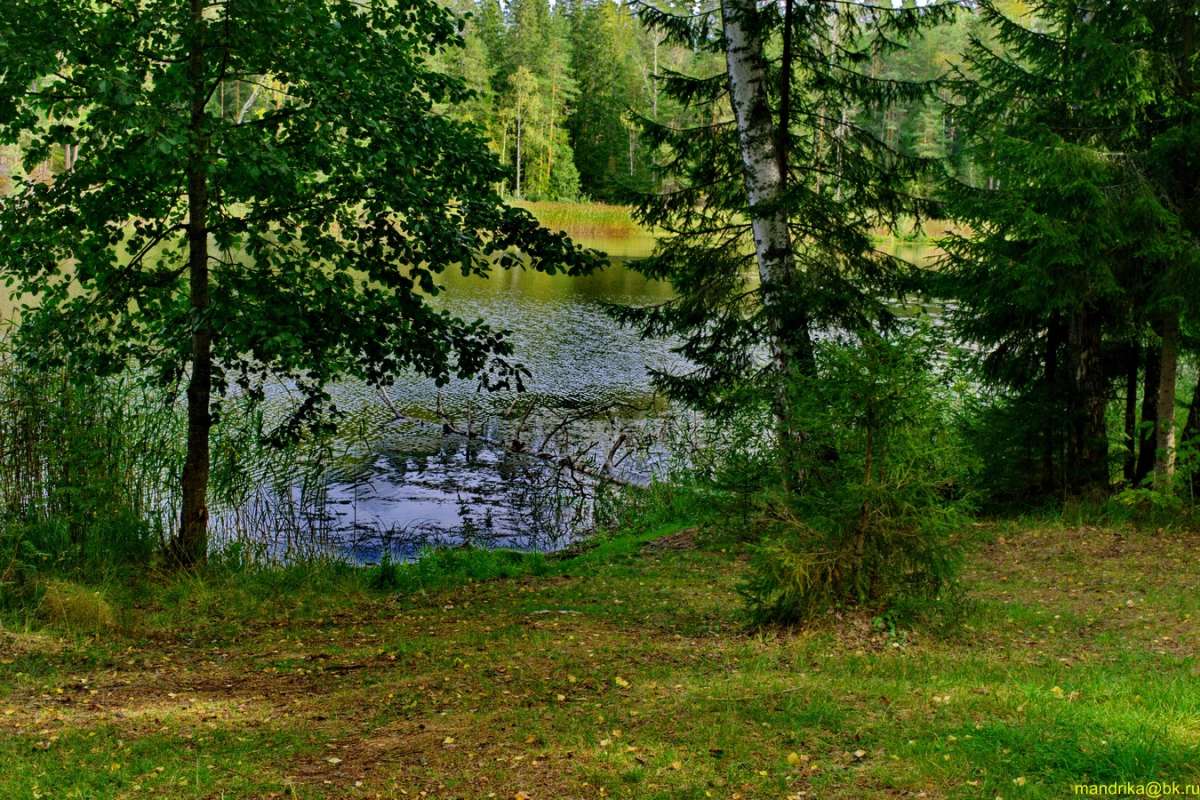 Возле лесного озера автор Aleksandr Mandrika на PhotoGeek.ru #Пейзаж или природа